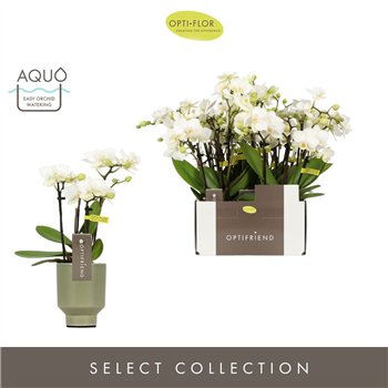 Orhideja Phalaenopsis multiflora wit Optifriend Sandra 4 stems in Emilia Green Aquo 25 cm fi7 cm Q5025