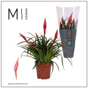 Vriesea multiflower astrid 35 cm fi12 cm Q6029