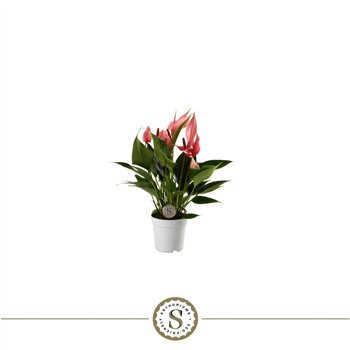 Anthurium lilli Anthu An Lilli 4+ 25 cm fi7 cm Q688