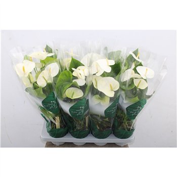 Anthurium andr  samora Anthu An Samora 5+ 50 cm fi14 cm Q693