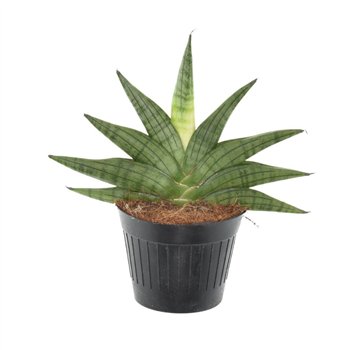 Taščin jezik - Sanseveria helios 20 cm fi10.5 cm Q1563