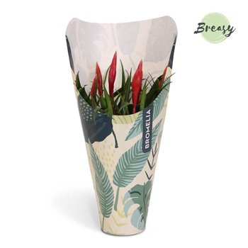 Vriesea multiflower astrid Jungle krafthoes 35 cm fi12 cm Q6038