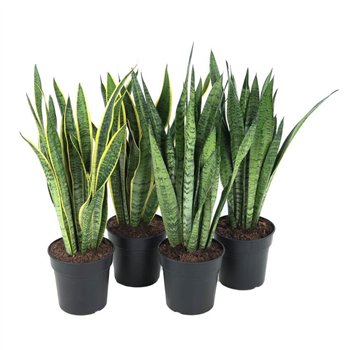 Taščin jezik - Sanseveria trifasciata Mix 80 cm fi21 cm Q1488