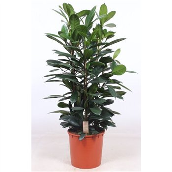 Fikus cyathistipula toef 130 cm fi34 cm Q2877