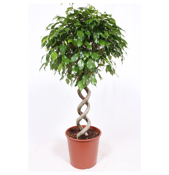 Fikus benjamina exotica dubbele spiraalstam 130 cm fi30 cm Q2885 Fikus benjamina exotica dubbele spiraalstam 130 cm fi30 cm Q2885