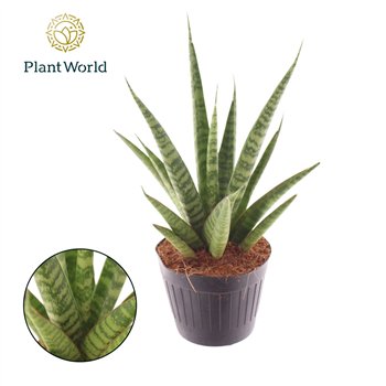 Taščin jezik - Sanseveria trifasciata pineapple 25 cm fi10.5 cm Q1739