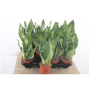 Taščin jezik - Sanseveria zeylanica 30 cm fi9 cm Q1352