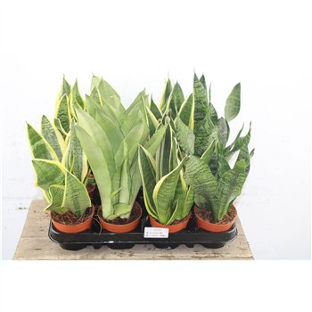 Taščin jezik - Sanseveria trifasciata Taščin jezik - Sanseveria Mix 25 cm fi9 cm Q1931