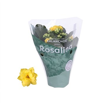 Kalanhoja rosalina geel 15 cm fi7 cm Q4347