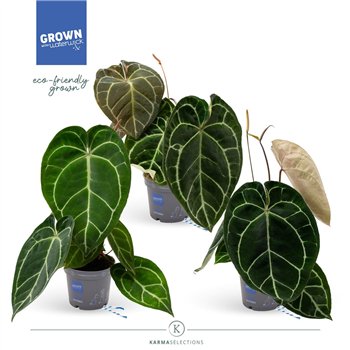 Anthurium crystallinum karma crystal hybrids KARMA Crystal Hybride mix | 12 cm 45 cm fi12 cm Q687