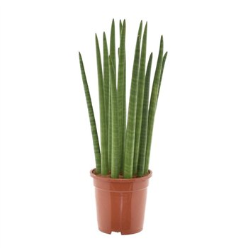 Taščin jezik - Sanseveria cylindrica spaghetti 70 cm fi19 cm Q1569