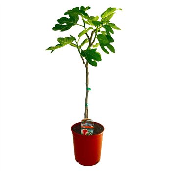 Fikus carica 70 cm fi17 cm Q2943