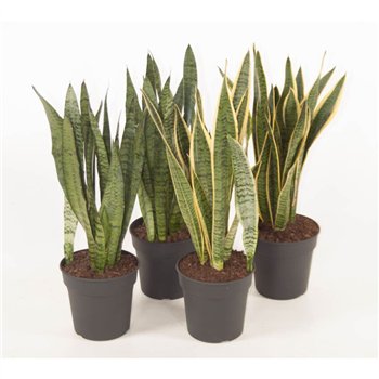 Taščin jezik - Sanseveria trifasciata Mix 60 cm fi19 cm Q1489