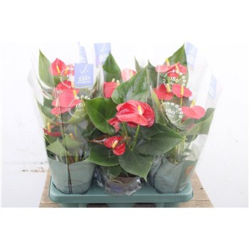 Anthurium andr  karma red Anth An Karma Red 5+ 43 cm fi12 cm Q712