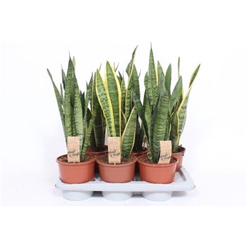 Taščin jezik - Sanseveria trifasciata mix 65 cm fi17 cm Q1429