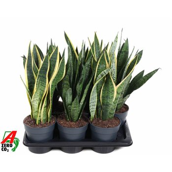 Taščin jezik - Sanseveria trifasciata Mix 50 cm fi17 cm Q1490