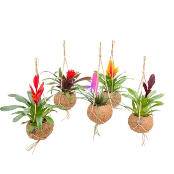 Bromelia mix Kokodama 15 cm Special Bromelia mix 30 cm fi15 cm Q4364