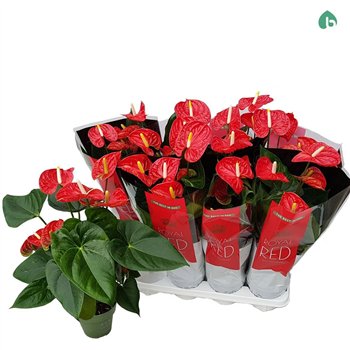 Anthurium andr  madural Anthu An Madural 5+ 50 cm fi14 cm Q700
