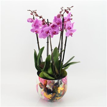 Orhideja Phalaenopsis LICR-2504 Limited Edition Mothers day 3 pp 85 cm fi28 cm Q5315