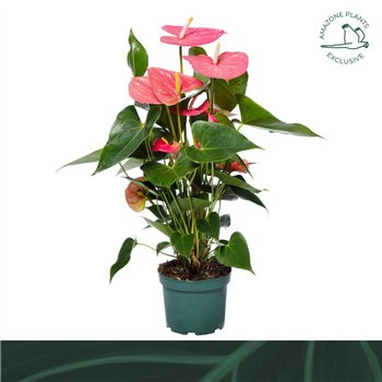 Anthurium andr  colorado 6 flower 65 cm fi17 cm Q581