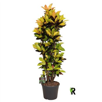 Kroton variegatum mrs iceton Kroton var  Mrs  Iceton branched 1 pp 2 stems plnt 180 cm fi35 cm Q2294