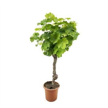 Vitis vinifera 1 stems plnt 130 cm fi32 cm Q3010