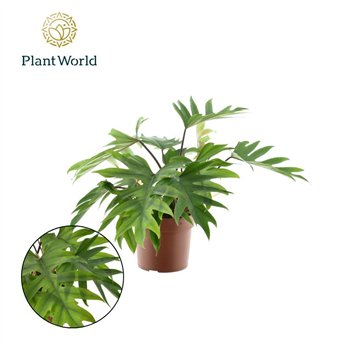Philodendron mayoi 55 cm fi19 cm Q5497