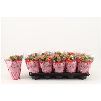 Kalanhoja perfecta orange Catchy Season oranje 23 cm fi10.5 cm Q4265