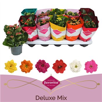 Kalanhoja perfecta mix Deluxe sleeve stadium 1 22 cm fi10.5 cm Q4347