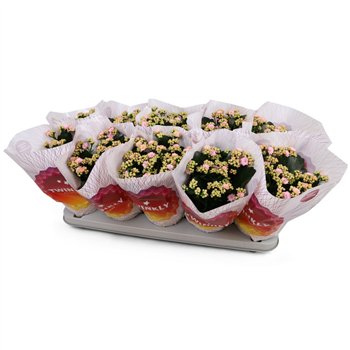 Kalanhoja blossfeldiana perfecta pink Kalan Double Pink 25 cm fi12 cm Q4365