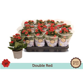 Kalanhoja bloss  rubio red double red 19 cm fi9 cm Q4260