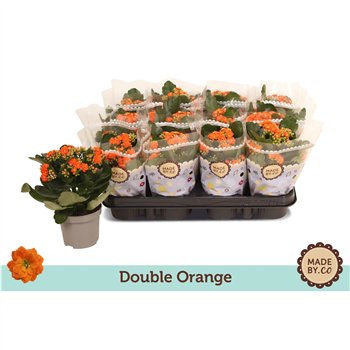 Kalanhoja bloss  demeter orange double orange 19 cm fi9 cm Q4261