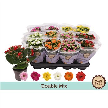 Kalanhoja bloss  mix 5 colours double mix 19 cm fi9 cm Q4279