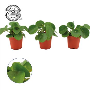 Pilea peperomioides 10 cm fi7 cm Q5281