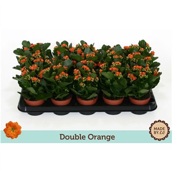 Kalanhoja bloss  demeter orange double orange  without sleeve 19 cm fi9 cm Q4308