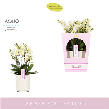 Orhideja Phalaenopsis multiflora bellissimo bella wit 4 stems in wit umbrie aquo giftbox 50 cm fi15 cm Q5013