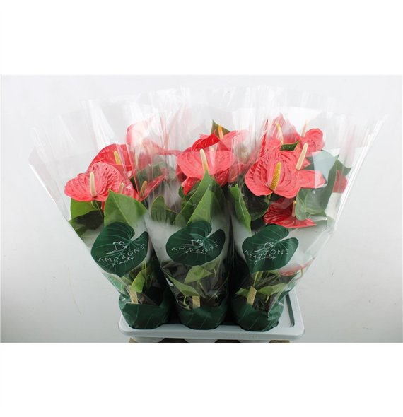 Anthurium andr oregon Anthu An Oregon Red 5+ 70 cm fi17 cm Q680 Anthurium andr oregon Anthu An Oregon Red 5+ 70 cm fi17 cm Q680