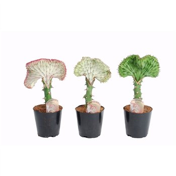 Euphorbia lactea cristata 30 cm fi12 cm Q1611