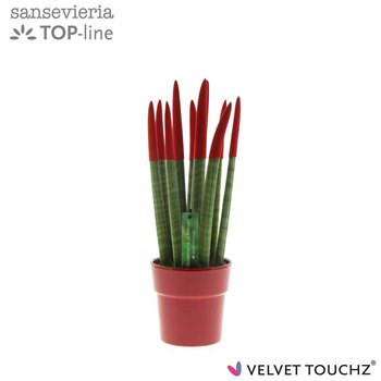 Taščin jezik - Sanseveria cylindrica velvet touchz® rood in ceramic edel 40 cm fi12 cm Q1863