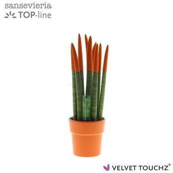 Taščin jezik - Sanseveria cylindrica velvet touchz oranje in ceramic edel 40 cm fi12 cm Q1864