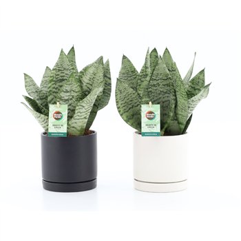 Taščin jezik - Sanseveria trifasciata black coral in hainan ceramic 35 cm fi13 cm Q1919