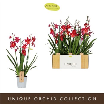 Burrageara nelly isler Red - 3 stems 60 cm fi12 cm Q4644