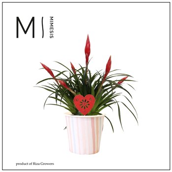 Vriesea multiflower astrid Paris potcover + hartdeco 35 cm fi13 cm Q6011