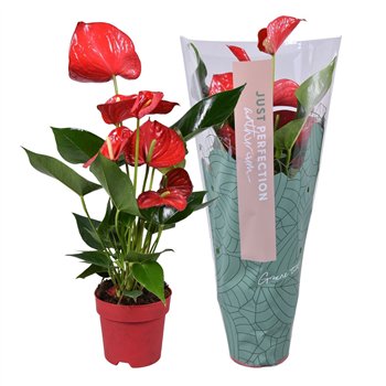 Anthurium andr  minnesota Anthu An Minnesota 4+ 50 cm fi14 cm Q689