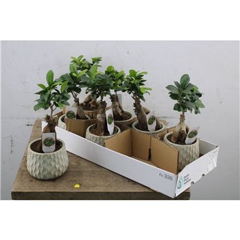 Fikus microcarpa ginseng 30 cm fi12 cm Q2879