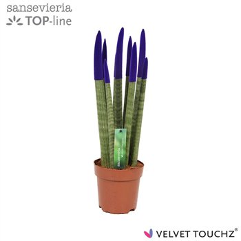 Taščin jezik - Sanseveria velvet touchz paars 45 cm fi12 cm Q1634