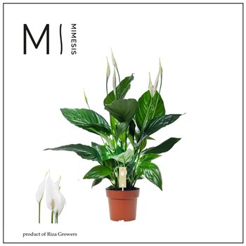 Spatifil sweet ricardo 5+ flower - without sleeve + Concorde etiket 60 cm fi13 cm Q4944