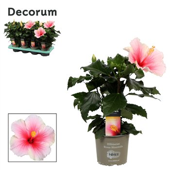 Hibiscus rosa-sinensis geisha Decorum bicolor roze wit 35 cm fi13 cm Q6428