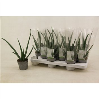Aloe vera 30 cm fi10.5 cm Q330