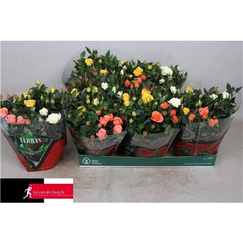 Vrtnica kordana mix pastel bowl (3 colours mix) 30 cm fi21 cm Q6291